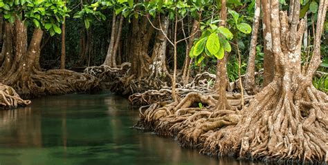 MANGROVE NATIONAL PARK (2024) All You Need to Know .
